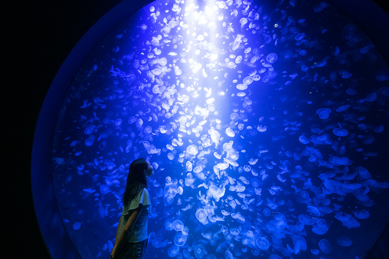 加茂水族館